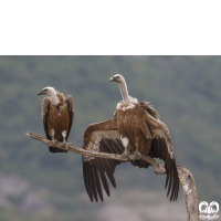 گونه کرکس Eurasian Griffon Vulture